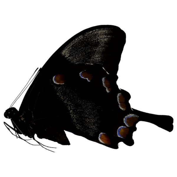 The Mountain Blue Swallowtail Butterfly (Papilio ulysses) The Mountain Blue Swallowtail Butterfly (Papilio ulysses)