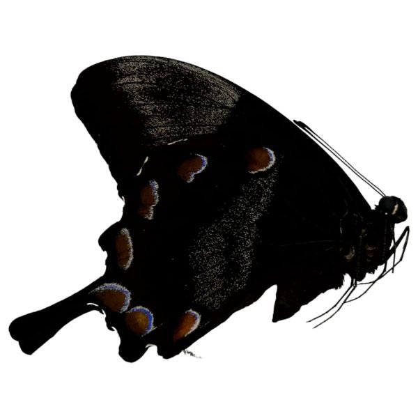 The Mountain Blue Swallowtail Butterfly (Papilio ulysses) The Mountain Blue Swallowtail Butterfly (Papilio ulysses)