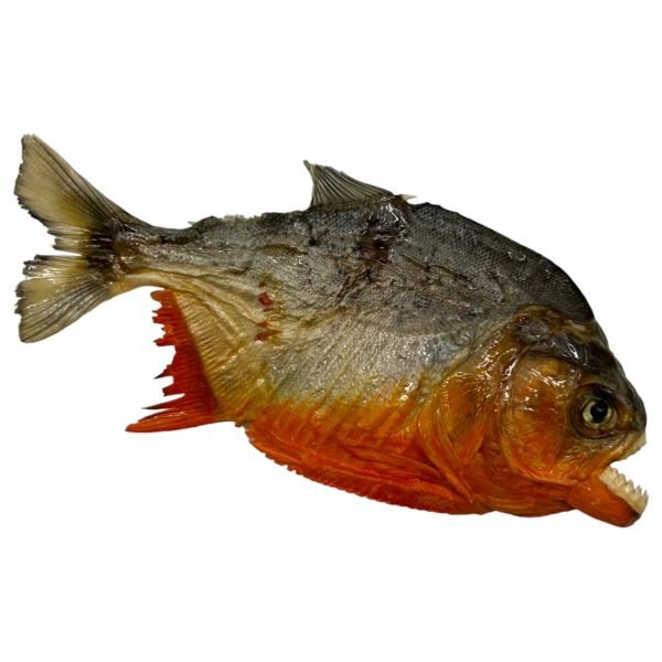 Real MINI Small Red Bellied Predator Piranha From Peruvian Amazon Pygocentrus nattereri - TaxidermyArtistry