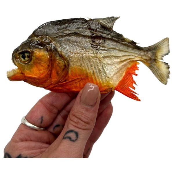 Real MINI Small Red Bellied Predator Piranha From Peruvian Amazon Pygocentrus nattereri - TaxidermyArtistry