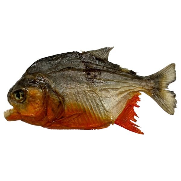 Real MINI Small Red Bellied Predator Piranha From Peruvian Amazon Pygocentrus nattereri - TaxidermyArtistry