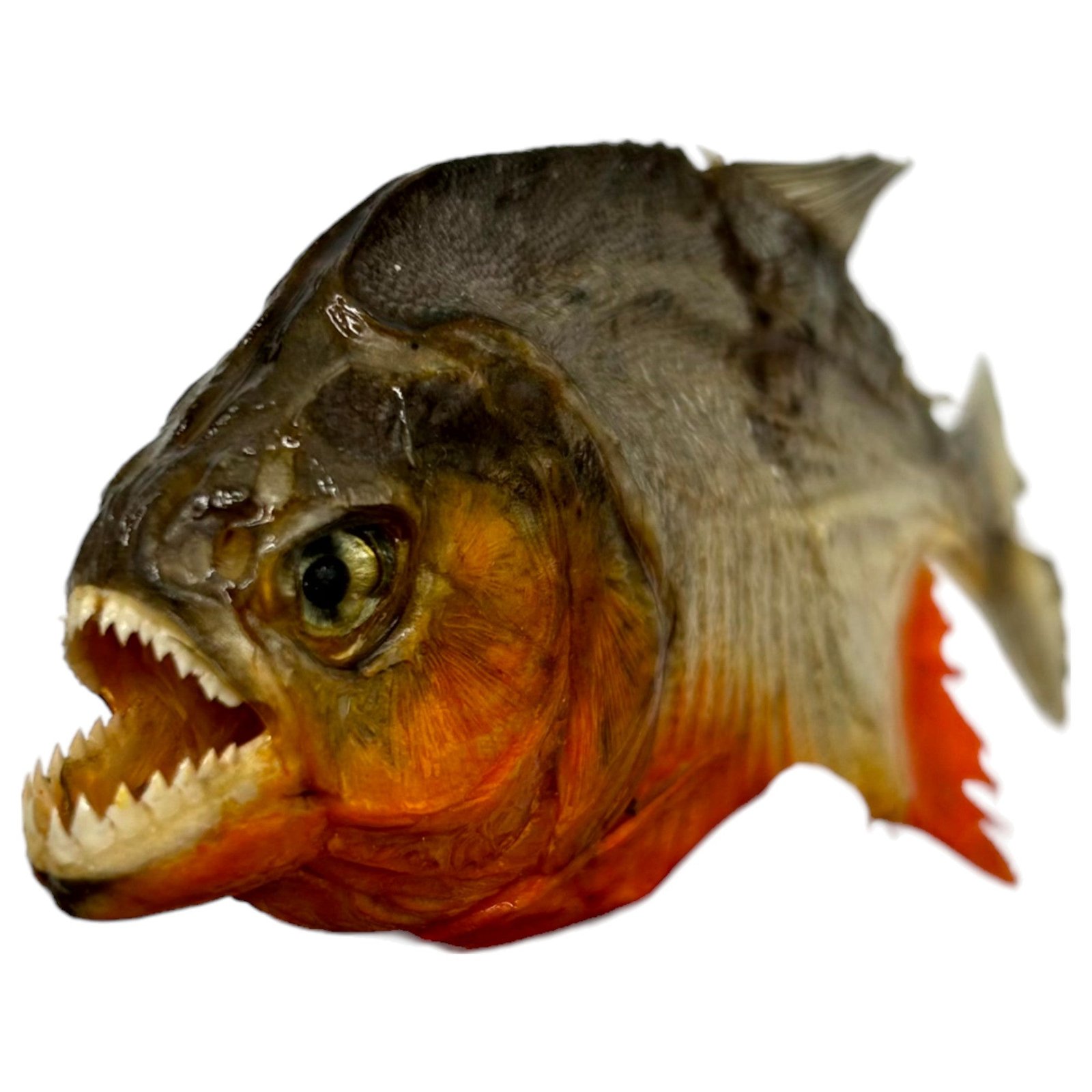 Real MINI Small Red Bellied Predator Piranha From Peruvian Amazon ...