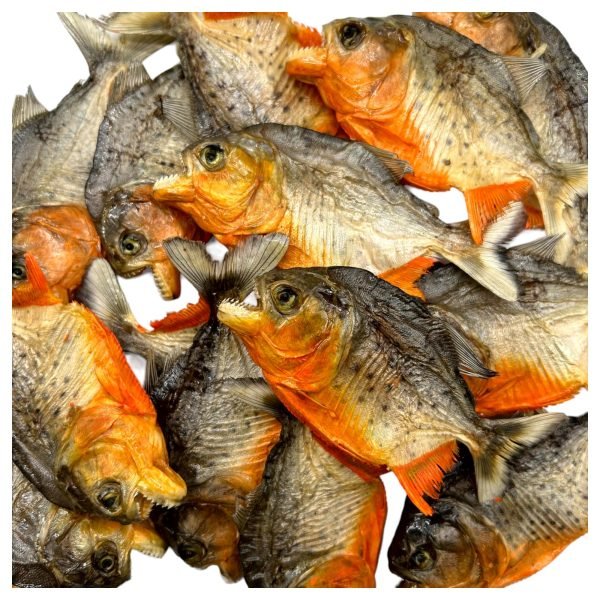 Real MINI Small Red Bellied Predator Piranha From Peruvian Amazon Pygocentrus nattereri - TaxidermyArtistry