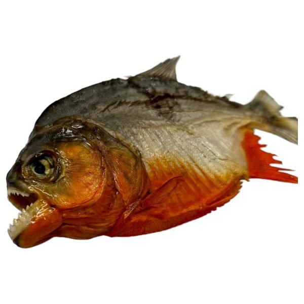 Real MINI Small Red Bellied Predator Piranha From Peruvian Amazon Pygocentrus nattereri - TaxidermyArtistry