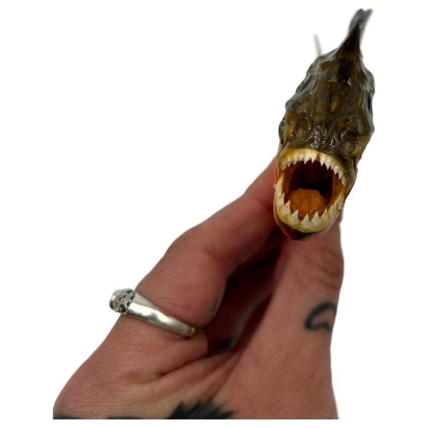 Real MINI Small Red Bellied Predator Piranha From Peruvian Amazon Pygocentrus nattereri - TaxidermyArtistry