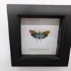 Lantern Bug (Saiva transversolineata) Framed Insect Specimen, A1 Collectible Entomology Display