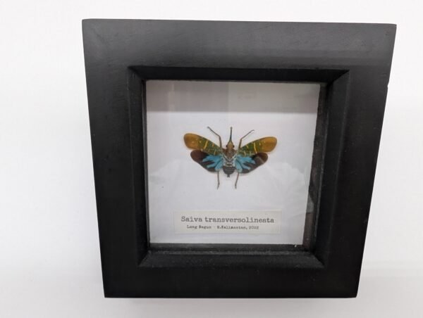 Lantern Bug (Saiva transversolineata) Framed Insect Specimen, A1 Collectible Entomology Display