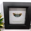 Lantern Bug (Saiva transversolineata) Framed Insect Specimen, A1 Collectible Entomology Display
