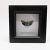 Lantern Bug (Saiva transversolineata) Framed Insect Specimen, A1 Collectible Entomology Display