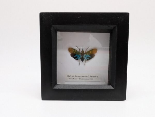 Lantern Bug (Saiva transversolineata) Framed Insect Specimen, A1 Collectible Entomology Display