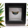 Lantern Bug (Saiva transversolineata) Framed Insect Specimen, A1 Collectible Entomology Display