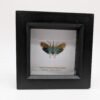 Lantern Bug (Saiva transversolineata) Framed Insect Specimen, A1 Collectible Entomology Display