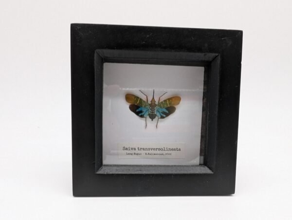 Lantern Bug (Saiva transversolineata) Framed Insect Specimen, A1 Collectible Entomology Display