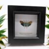 Lantern Bug (Saiva transversolineata) Framed Insect Specimen, A1 Collectible Entomology Display