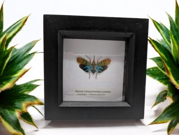 Lantern Bug (Saiva transversolineata) Framed Insect Specimen, A1 Collectible Entomology Display