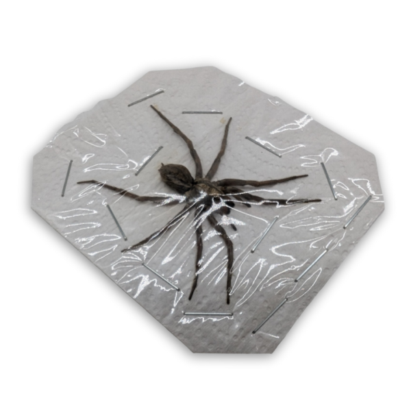 3 Lycosidae sp Spread Taxidermy Specimen - Framed Wolf Spider, A1 Quality, Ideal for Collectors
