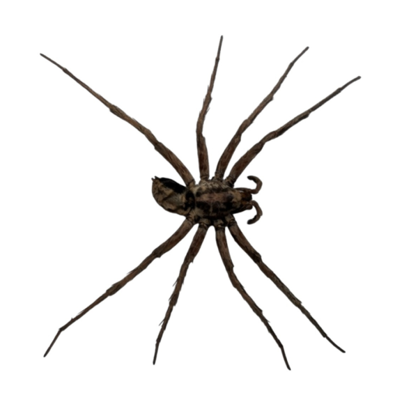 6 Lycosidae sp Spread Taxidermy Specimen - Framed Wolf Spider, A1 Quality, Ideal for Collectors