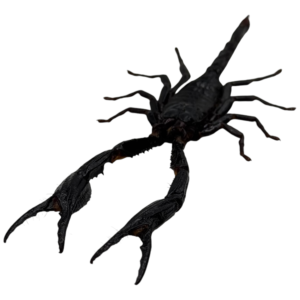 Giant Forest Scorpion Heterometrus longimanus Taxidermy A1 Quality Specimen Oddiesties for Collectors