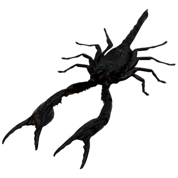 main image Giant Forest Scorpion Heterometrus longimanus Taxidermy A1 Quality Specimen Oddiesties for Collectors