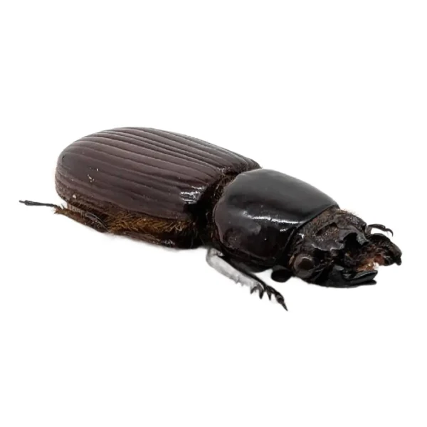 Beetle (Aceraius Grandis) Passalidae Insect Collector Specimen Thailand Oddity