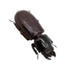 Beetle (Aceraius Grandis) Passalidae Insect Collector Specimen Thailand Oddity