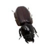 Beetle (Aceraius Grandis) Passalidae Insect Collector Specimen Thailand Oddity