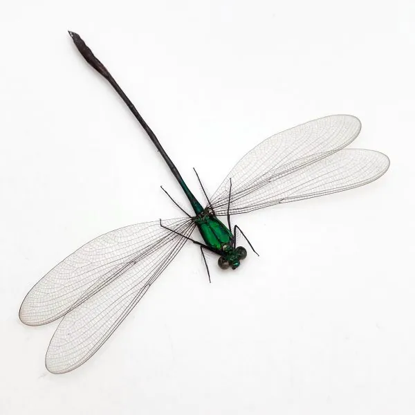 Damselfly (vestalis amoena) Specimen