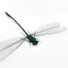 Damselfly (vestalis amoena) Specimen