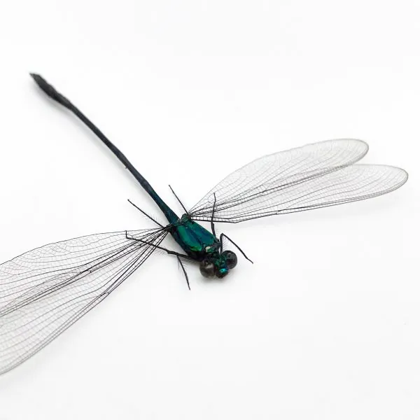 Damselfly (vestalis amoena) Specimen
