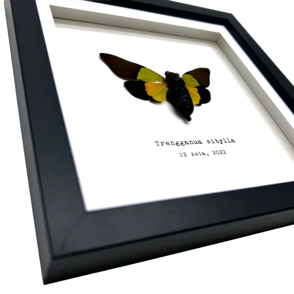 Green Black Cicada Frame (Trengganua sibylla)