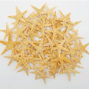 10 Ten Starfish Natural 1/4" - 1" - TaxidermyArtistry