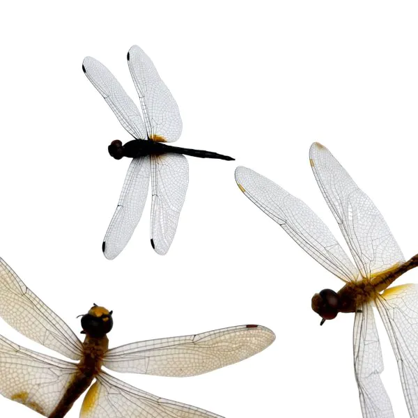 1pc Mixed Odonata, Damselflies/Dragonflies (Neurobasis/Neurothermis) - TaxidermyArtistry