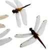 1pc Mixed Odonata, Damselflies/Dragonflies (Neurobasis/Neurothermis) - TaxidermyArtistry