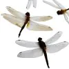 1pc Mixed Odonata, Damselflies/Dragonflies (Neurobasis/Neurothermis) - TaxidermyArtistry