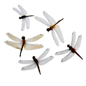 1pc Mixed Odonata, Damselflies/Dragonflies (Neurobasis/Neurothermis) - TaxidermyArtistry