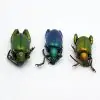 3 Set Giant Frog Beetle (Sagra longicollis) Chrysomelidae insect - TaxidermyArtistry