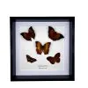 5 Brown Leaf Butterflies Art Frame (Mixed Lepidoptera) - TaxidermyArtistry