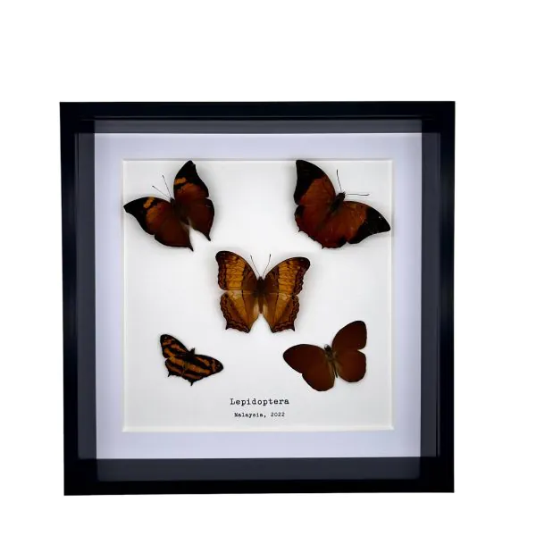 5 Brown Leaf Butterflies Art Frame (Mixed Lepidoptera) - TaxidermyArtistry