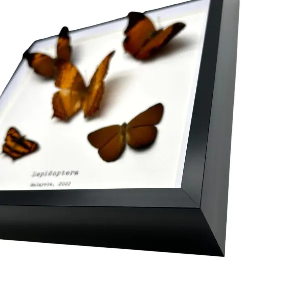5 Brown Leaf Butterflies Art Frame (Mixed Lepidoptera) - TaxidermyArtistry