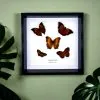5 Brown Leaf Butterflies Art Frame (Mixed Lepidoptera) - TaxidermyArtistry