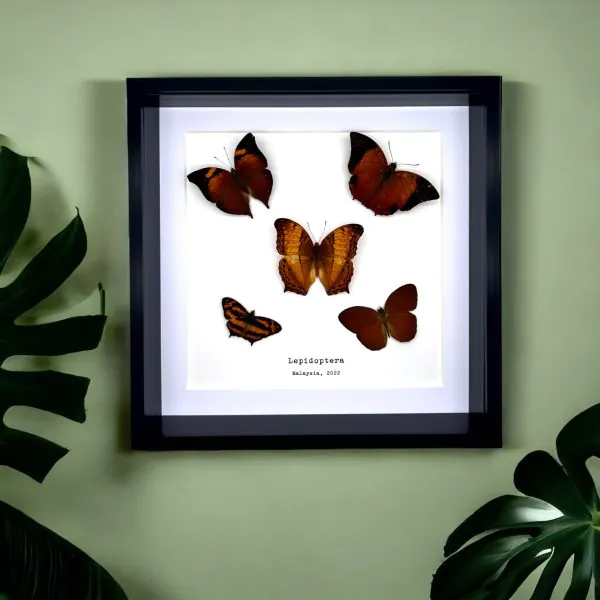 5 Brown Leaf Butterflies Art Frame (Mixed Lepidoptera) - TaxidermyArtistry