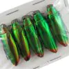 5 Flame Tip Green Jewel Beetles (Chrysochroa fulminans) - TaxidermyArtistry