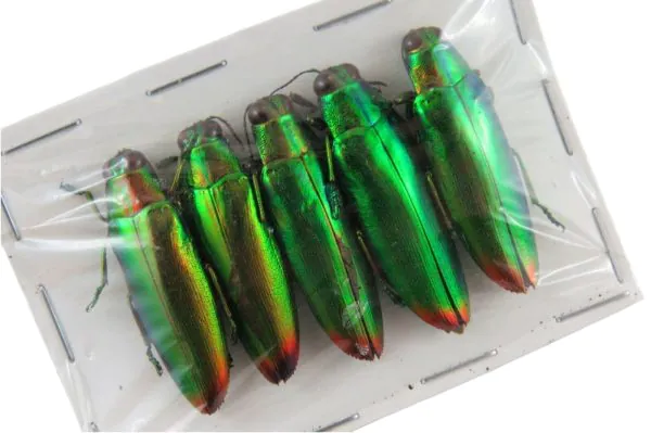 5 Flame Tip Green Jewel Beetles (Chrysochroa fulminans) - TaxidermyArtistry