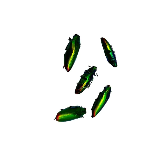 5 Flame Tip Green Jewel Beetles (Chrysochroa fulminans) - TaxidermyArtistry