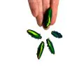 5 Flame Tip Green Jewel Beetles (Chrysochroa fulminans) - TaxidermyArtistry