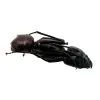 5 x Giant Soldier Forest Ant (Camponotus gigas) Insect - TaxidermyArtistry