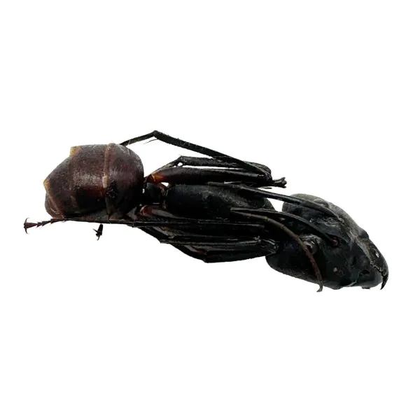 5 x Giant Soldier Forest Ant (Camponotus gigas) Insect - TaxidermyArtistry