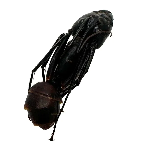 5 x Giant Soldier Forest Ant (Camponotus gigas) Insect - TaxidermyArtistry