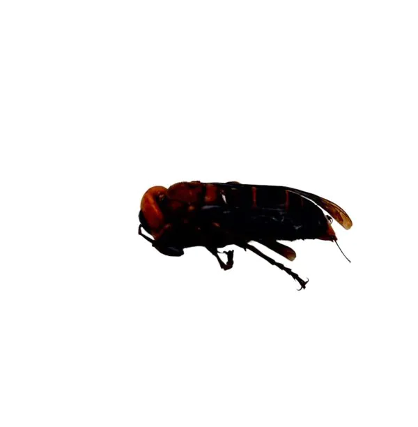 Asian Giant Hornet (Vespa mandarinia 'belladonna') - TaxidermyArtistry