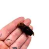 Asian Giant Hornet (Vespa mandarinia 'belladonna') - TaxidermyArtistry